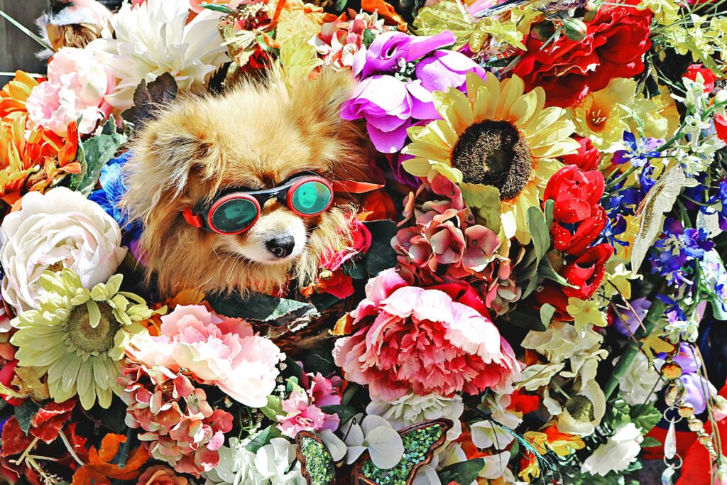 10 little things your pet does that