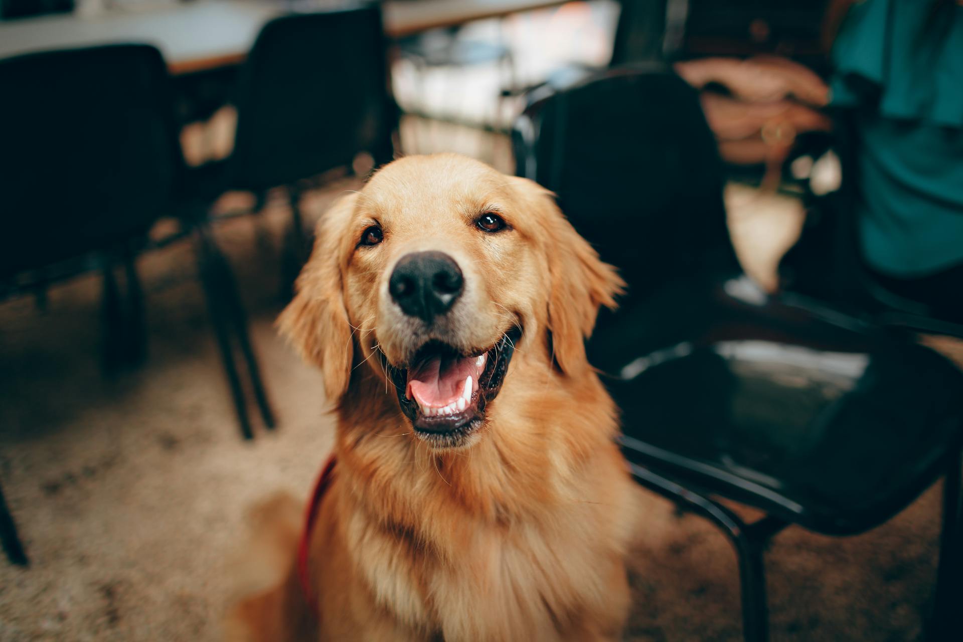 5 Simple Ways to Keep Your Dog Happy and Healthy Every Day