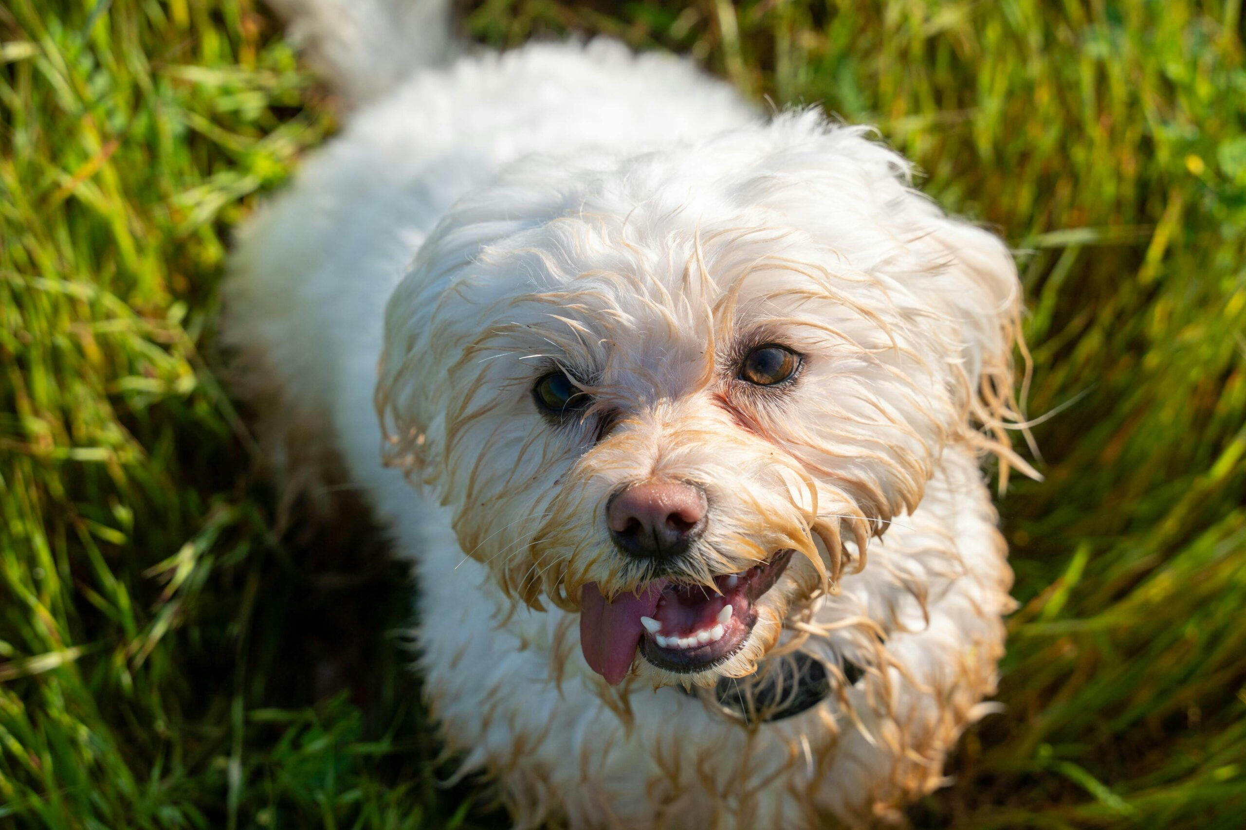 from stress to smiles how pets secretly heal our daily lives