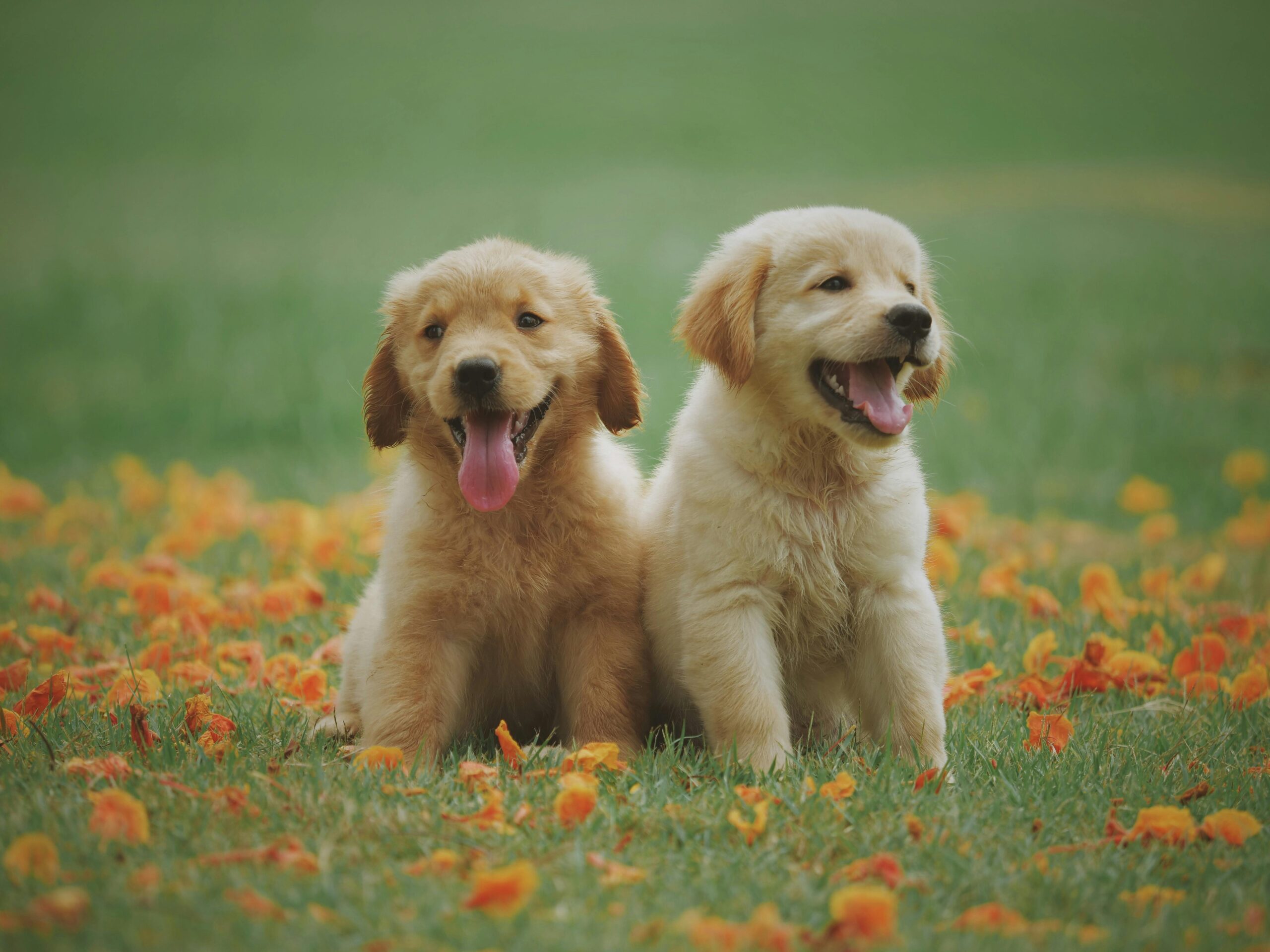 the untold bond how pets become our family without saying a word
