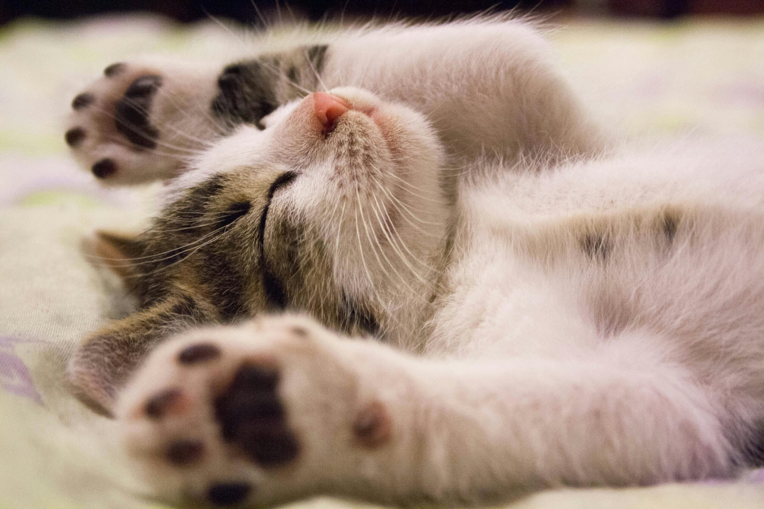 what your dog (or cat) wishes you knew but can’t tell you (2)