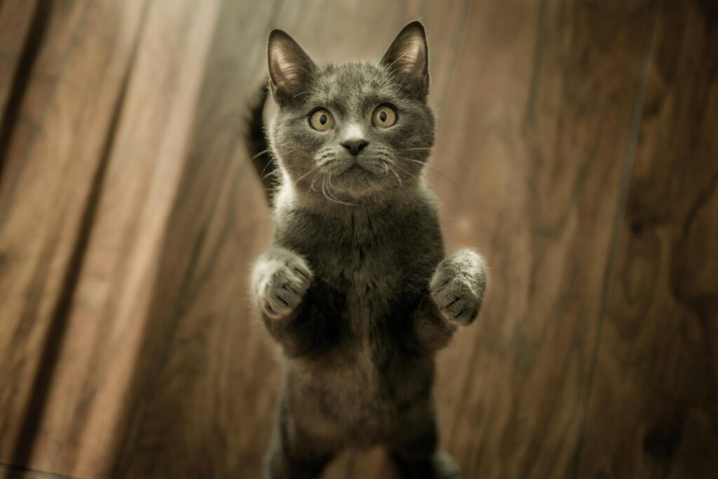 why life feels complete the moment you bring a pet home (2)
