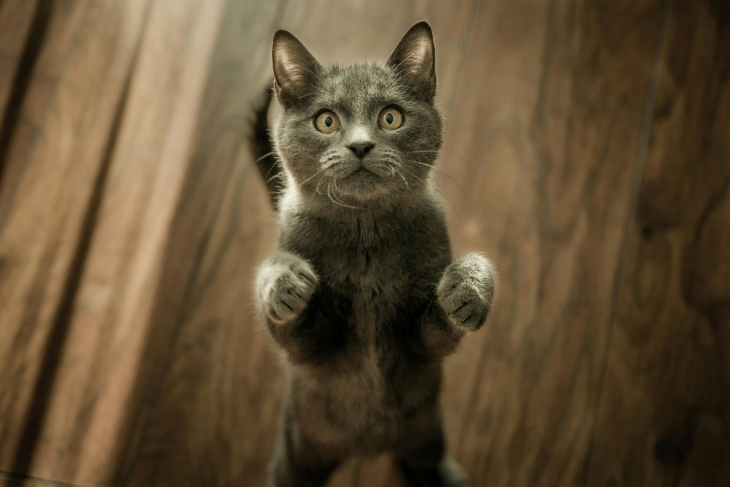 why life feels complete the moment you bring a pet home (2)