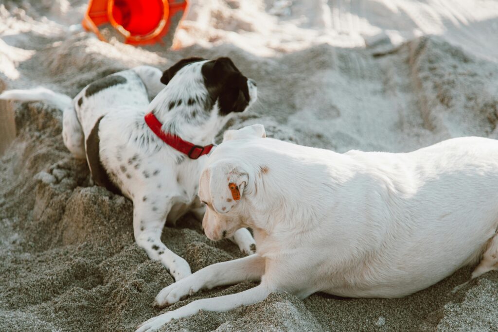 birthdays are milestones that allow us to pause and appreciate life. for dog owners, celebrating a furry friend’s birthday is not only fun but also a meaningful way to honor the unconditional