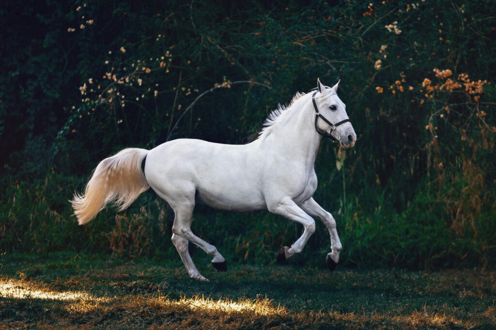discover the real cause of equine infectious anemia in horses, how it spreads, and simple steps owners can take to protect their animals.