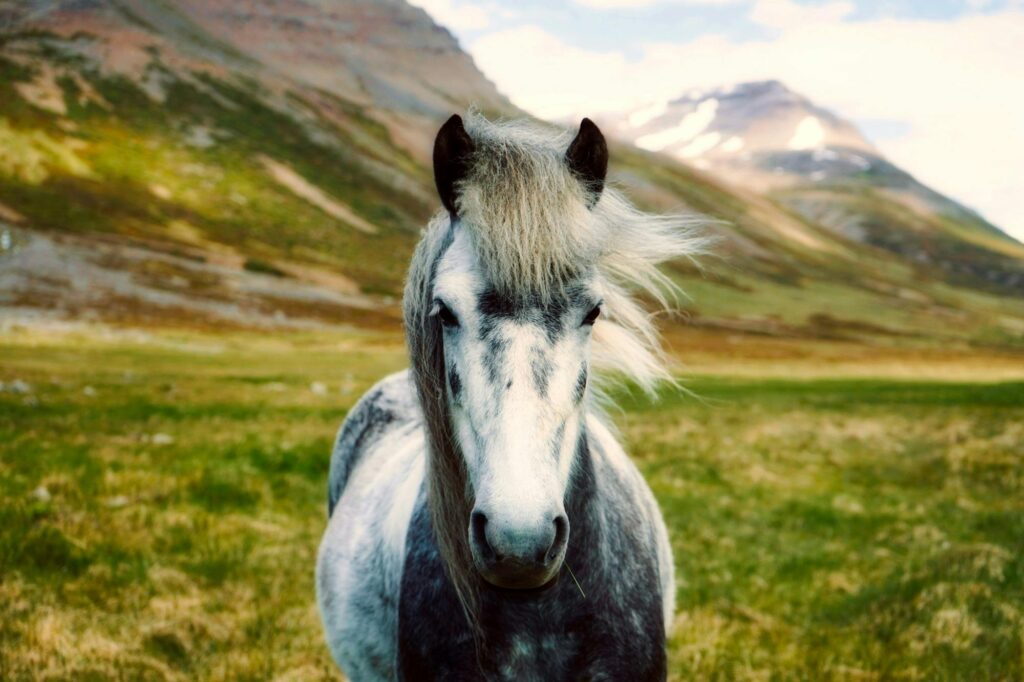 how to keep your horse healthy year round