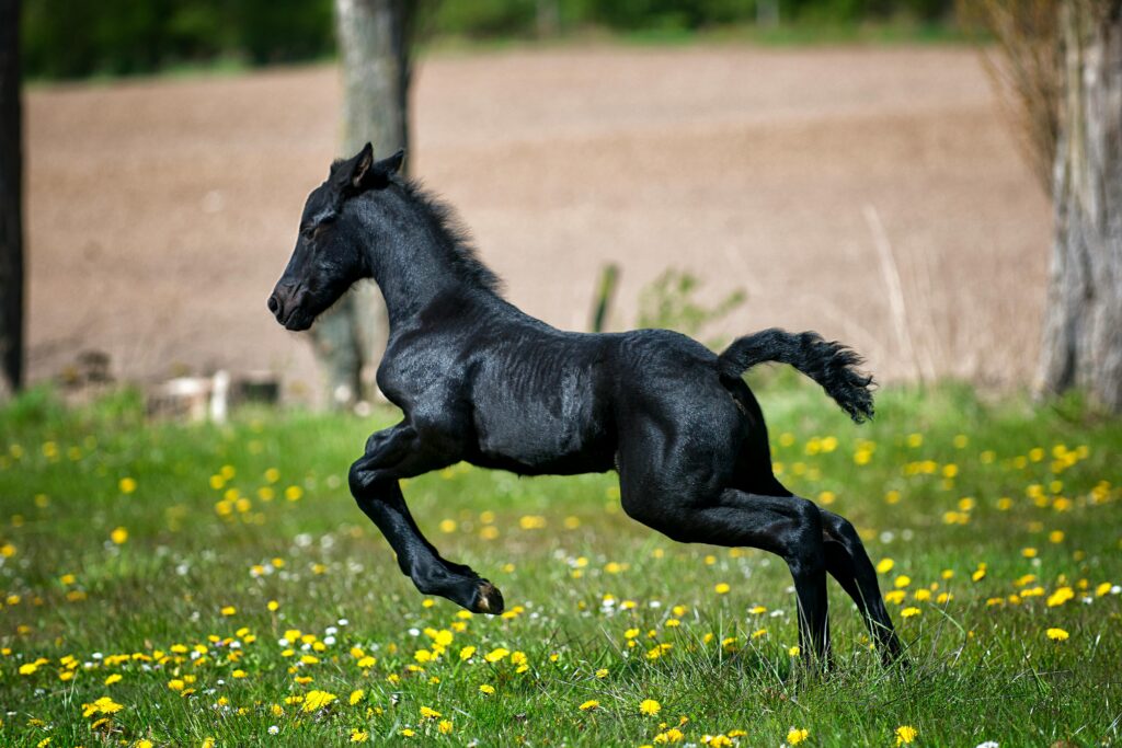 top 10 common horse diseases every owner should know