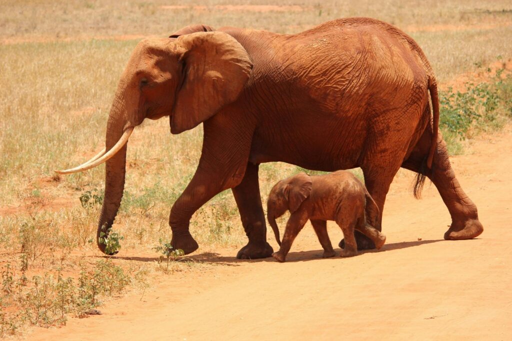 why we must protect elephants at all costs 🐘