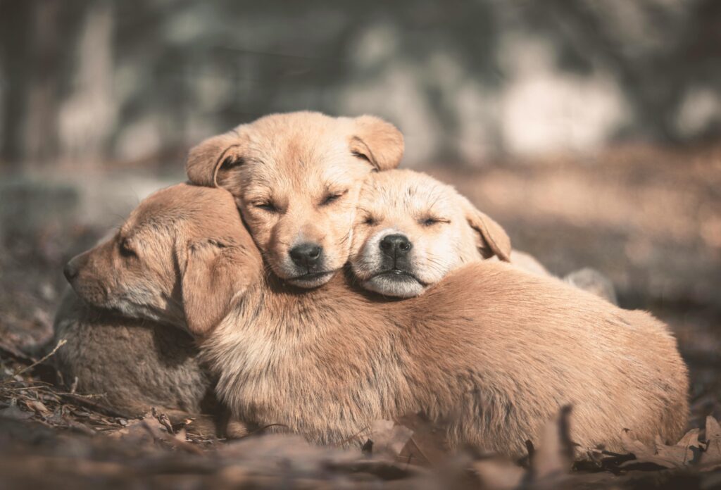 do dogs dream