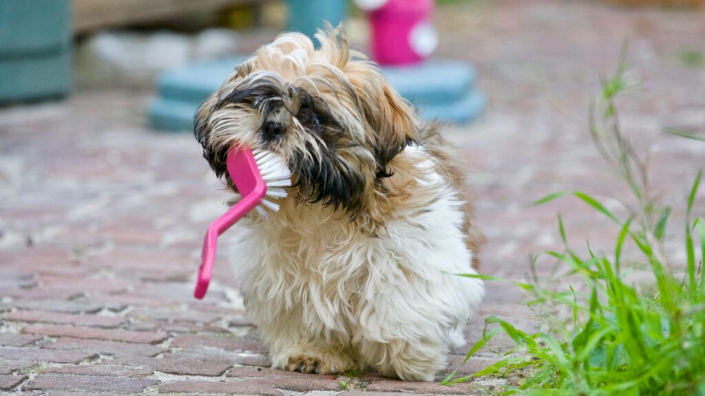 funny animal videos