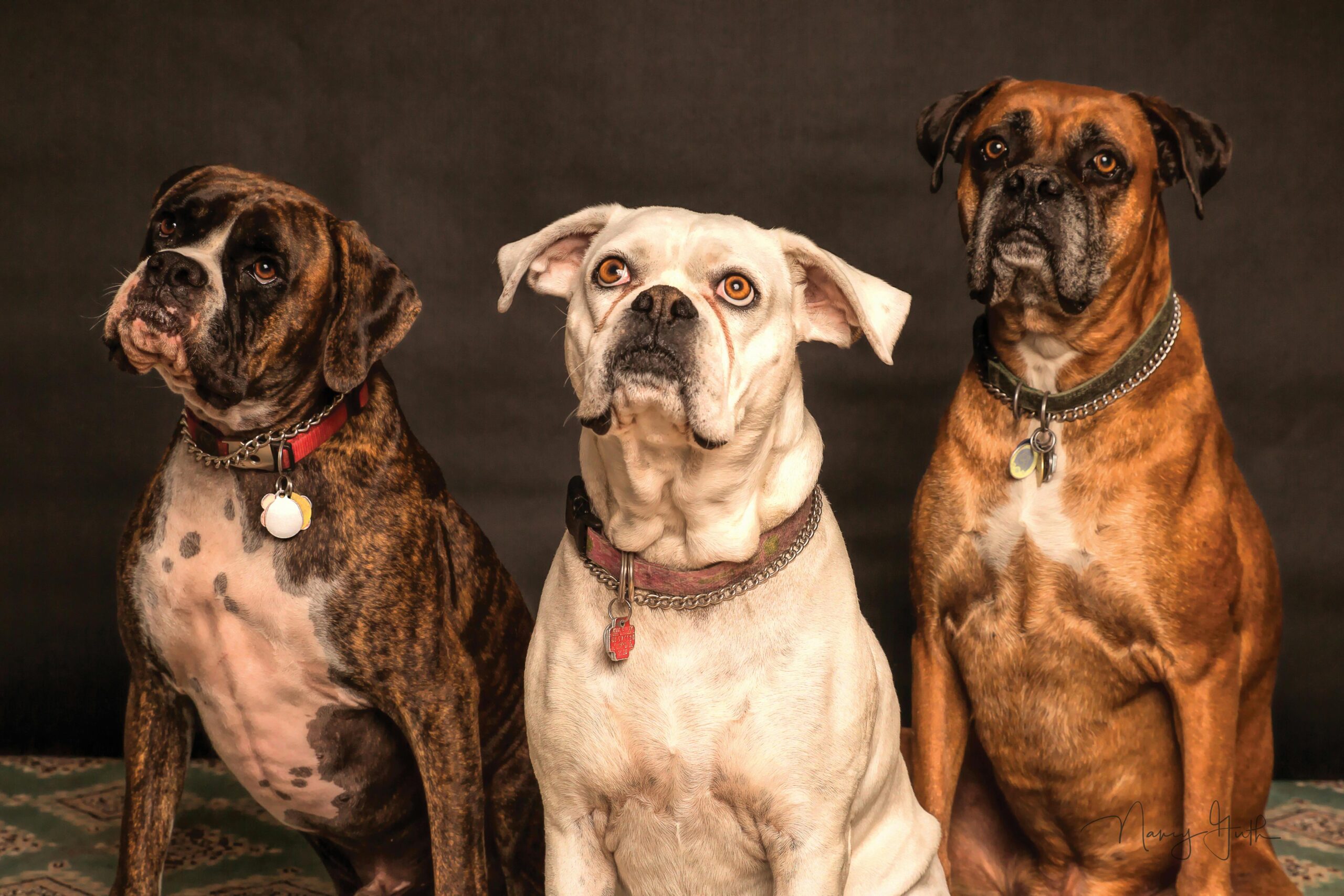 the global pet products market where fur, fancy, and finance meet